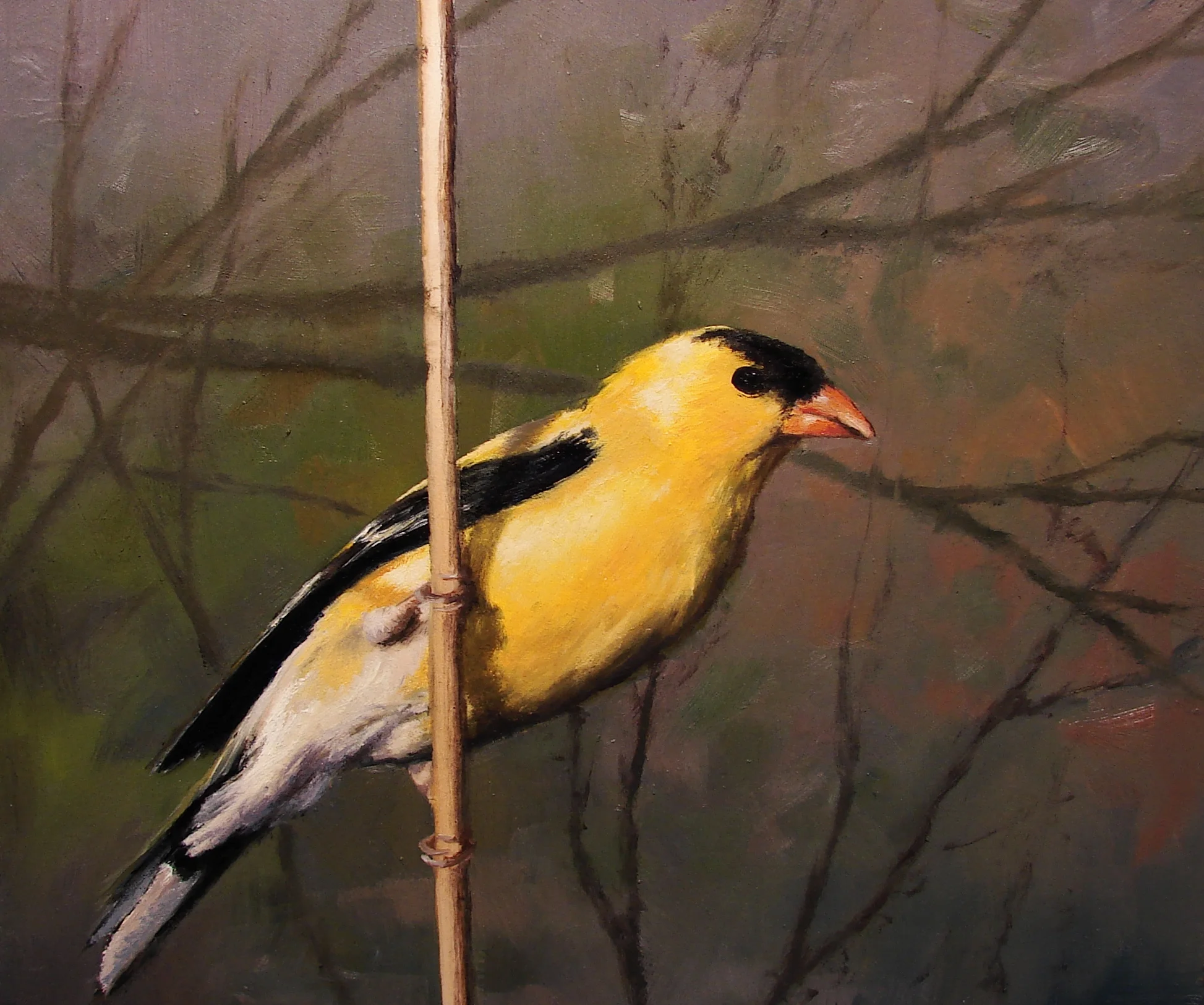 Finch III