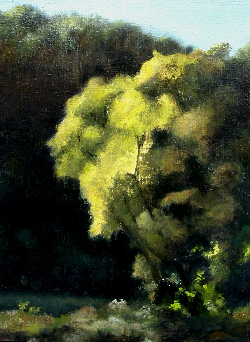 Willow tree  illuminated early morning, oil on canvas