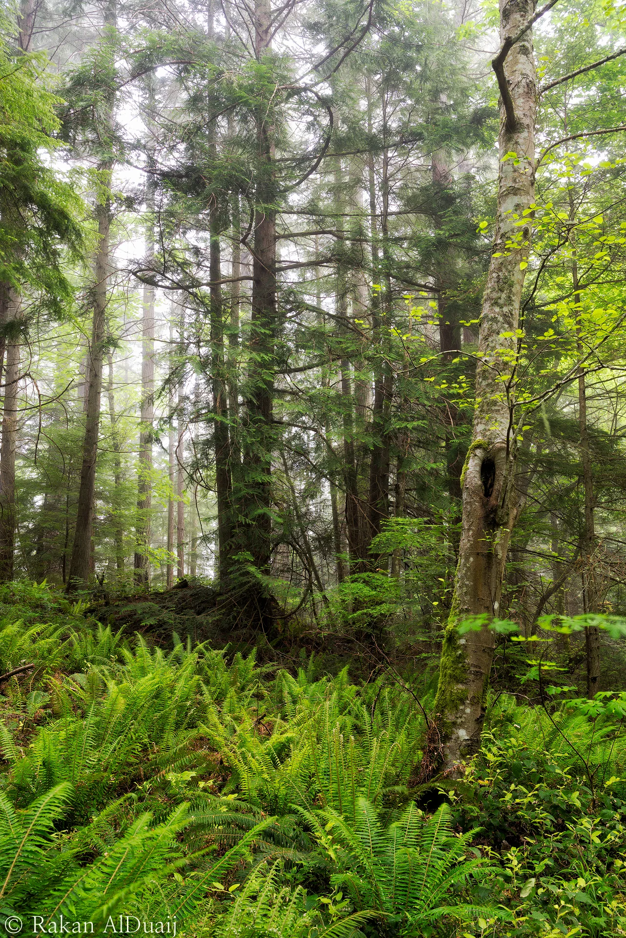 Mount_Erie-2.jpg