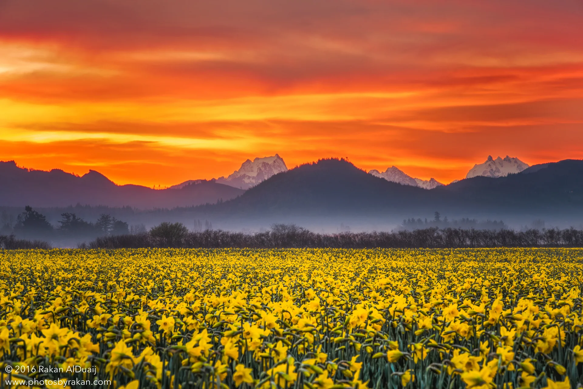 daffodil.jpg