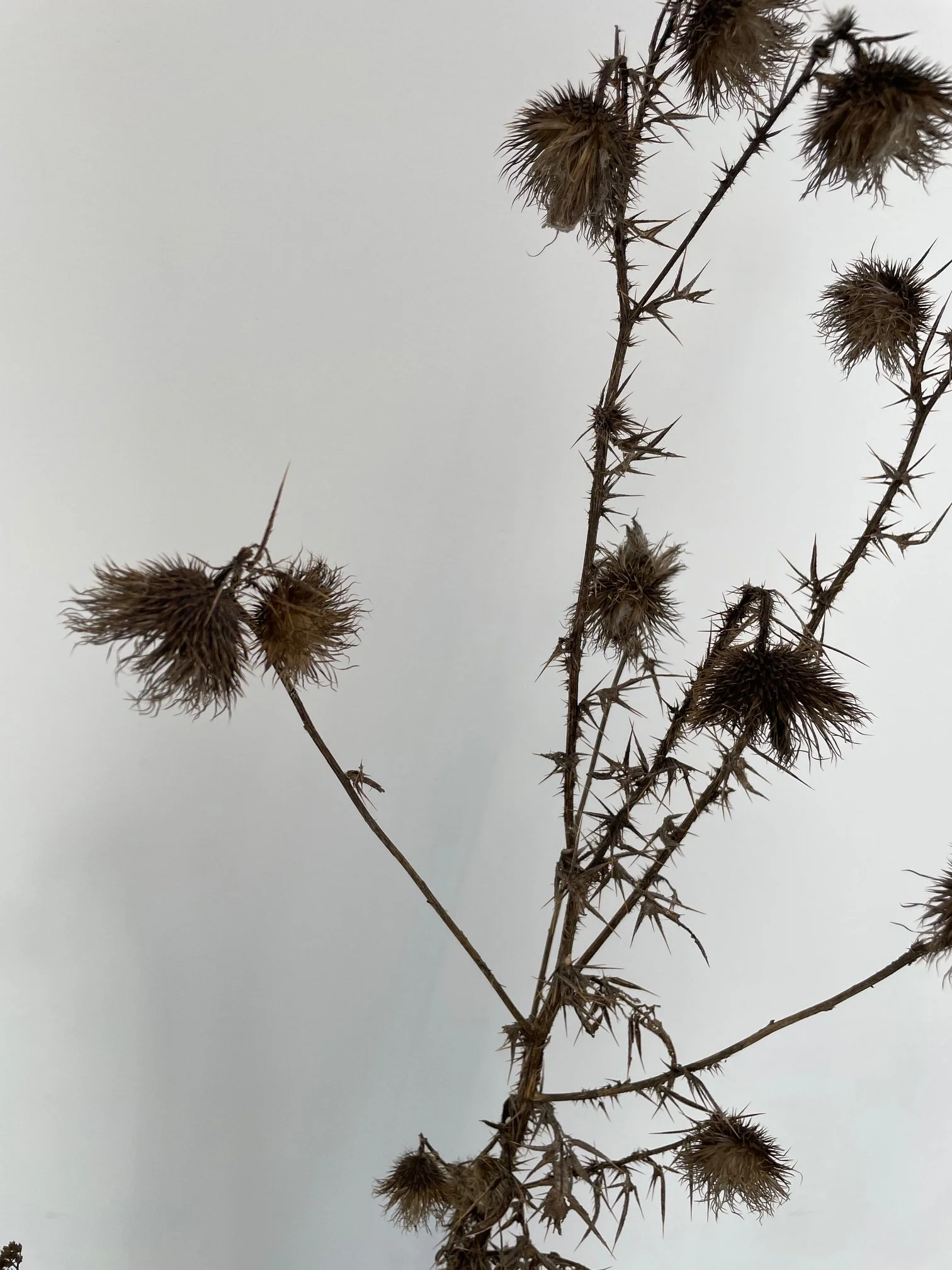 IMG_2610.jpeg