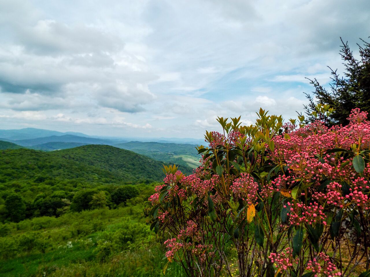 Flowers_Scenery Mountain View_96_.jpeg