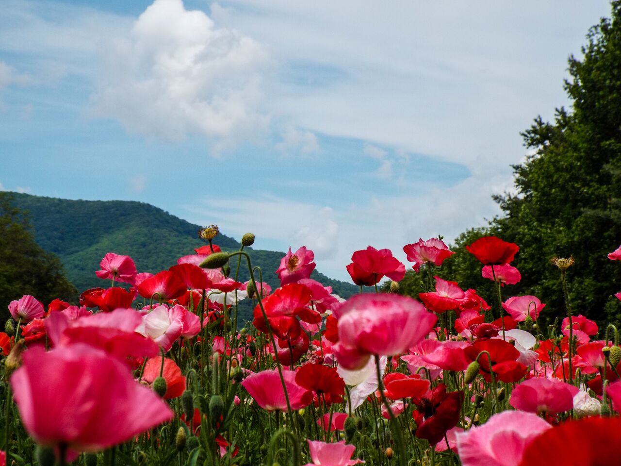 Spring Flowers Scenery Mountain View_51_.jpeg