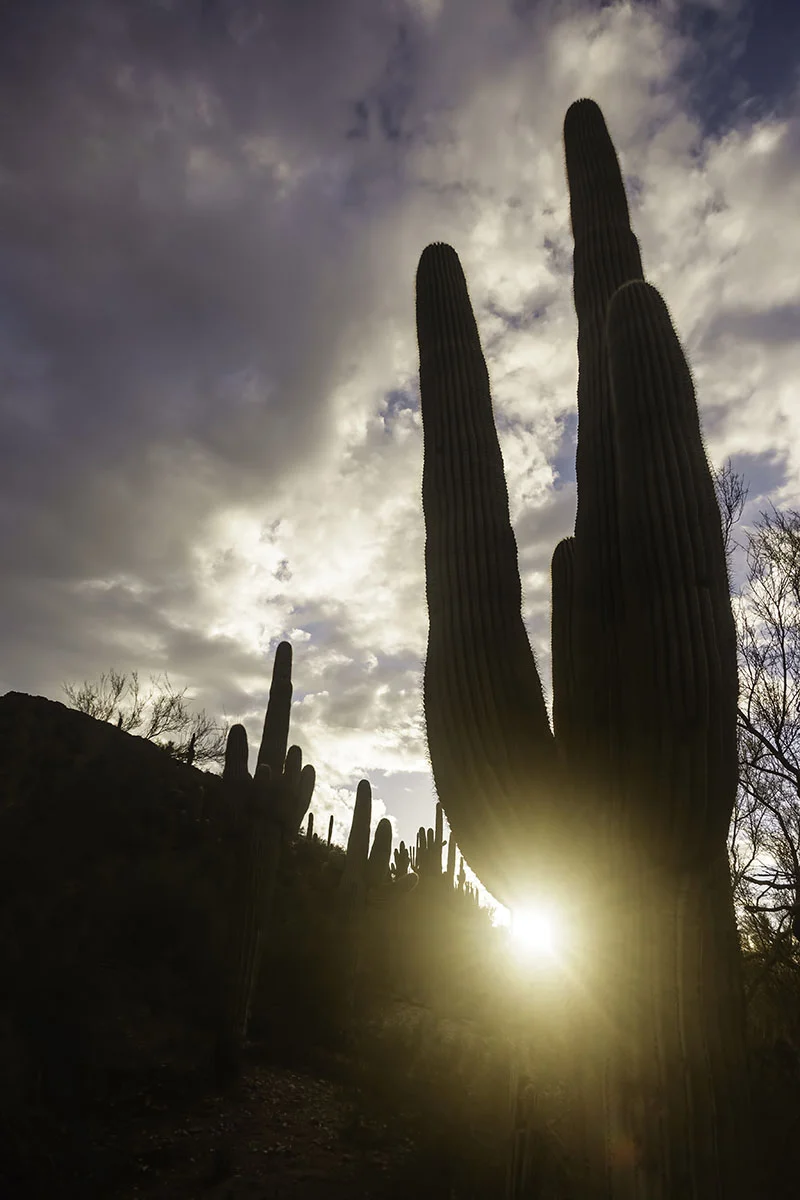 Saguaro sunset