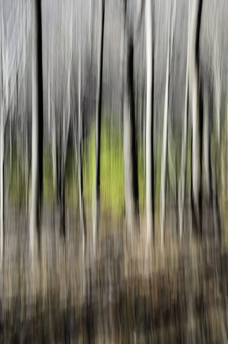 Mystery of autumn woods