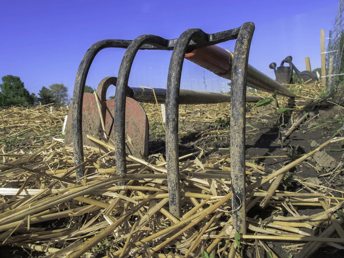 Springtime closeup in community garden
