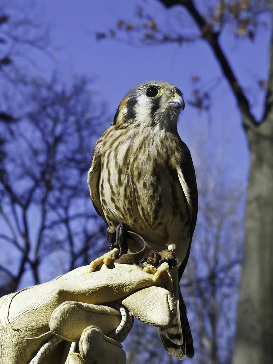 Female American kestrel