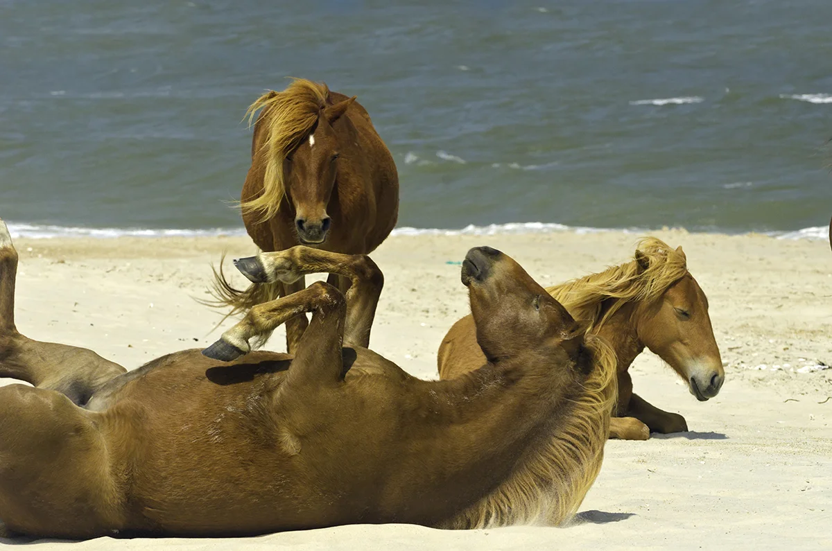 Wild horses of Assateague