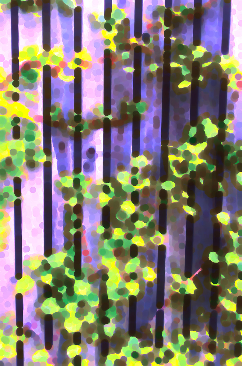 Abstract of climbing hydrangea on wooden fence