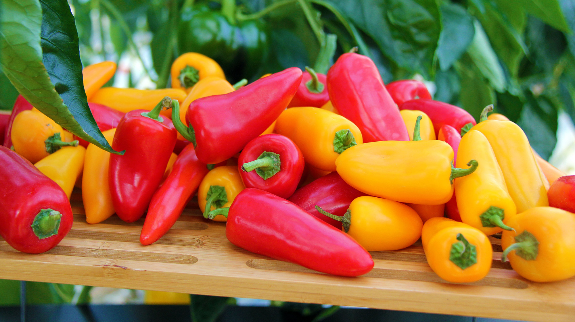 AMCO_Produce–Page_Head–04.jpg