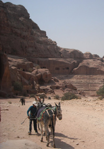  The Donkeys of Petra, Jordan