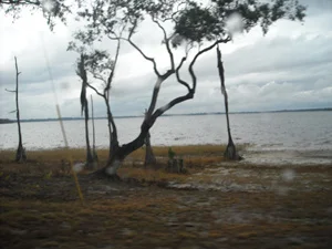Tree after the rain, Clermont, FL