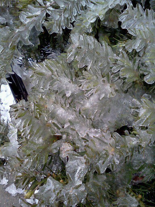 Frost on bush in Astoria, February 2011