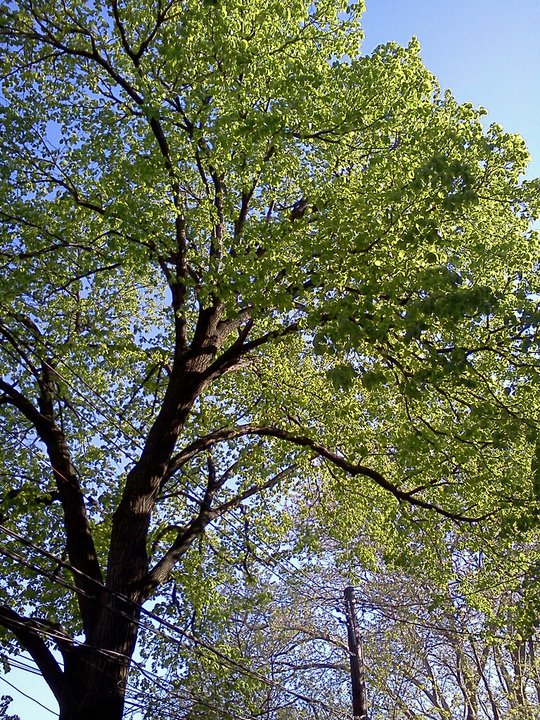 Astoria, April 2011