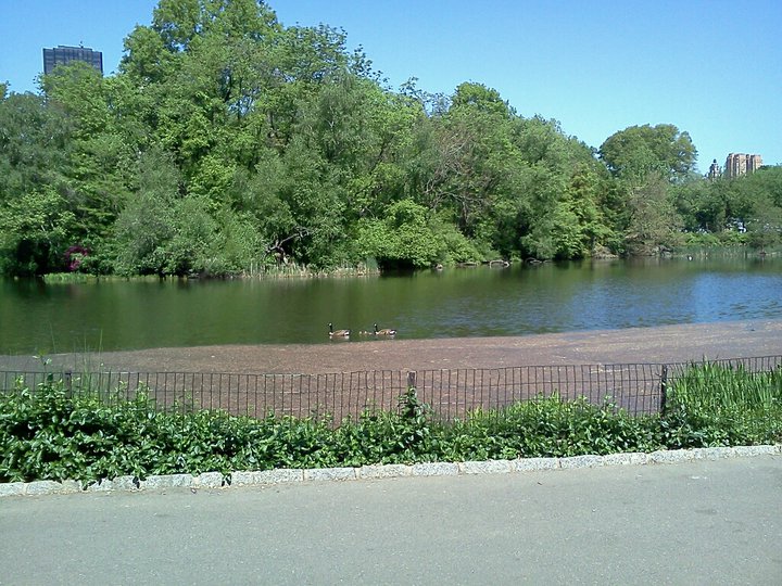 Ducks in Central Park, May 2011