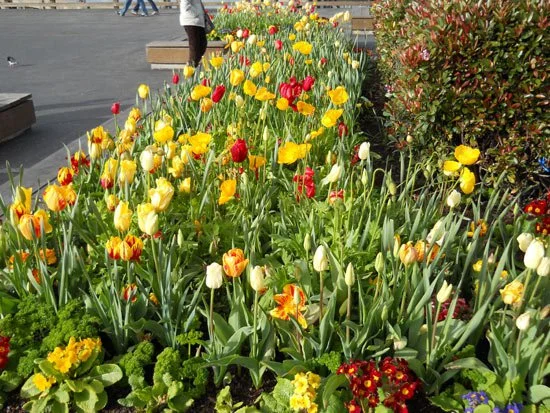 Tulips on Pier 39, March 2011