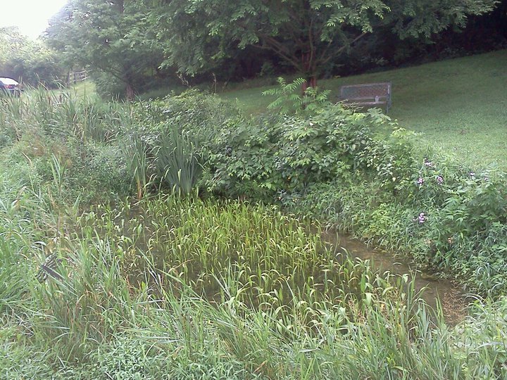 Little Pond, Bethlehem, PA, August 2011
