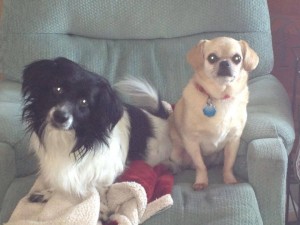 Caesar (left) in Feb of 2015, after being given away for free on an online yard sale Facebook forum.
