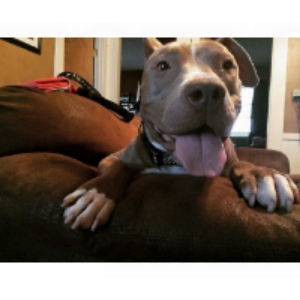 Odies Place adoptable All Star Jaiden 