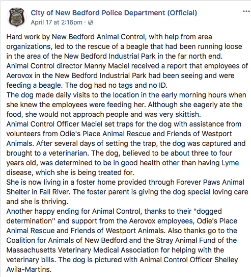 Despite Forever Paws emphatically denying having anything to do with this dog. The New Bedford Police still on that very same day went with the narrative that the shelter was involved . When they were not.