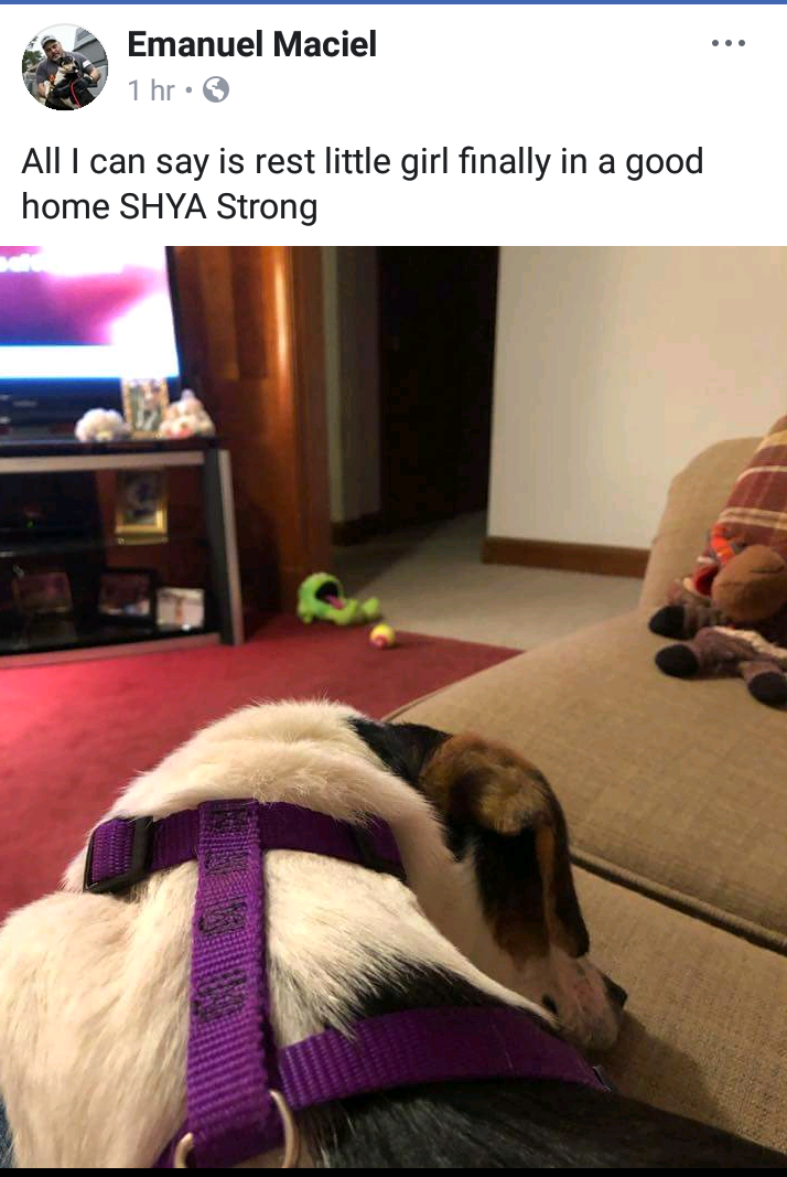 Hours after the New Bedford Police Facebook Post on April 17th. Maciel posts on his public facebook page of Jackie in Linda Morad’s house stating she is “finally in a good home” yet has not ever since April 4th capture looked for owner or advertised the animal as found.