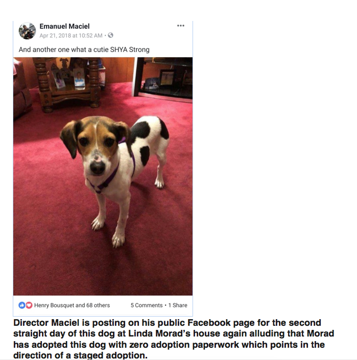 The following day despite zero paperwork from Forever Paws Mr Maciel posts a picture of Jackie in Linda Morad’s house essentially announcing an adoption. At Large candidate Steven Martins is happy for Linda.