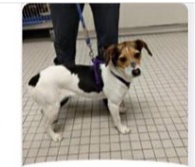 Maciel posted Jackie was adopted on April 21st then why is she at Forever Paws on April 28th?