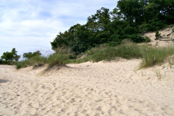 Warren-dunes-grass-and-trees.jpg