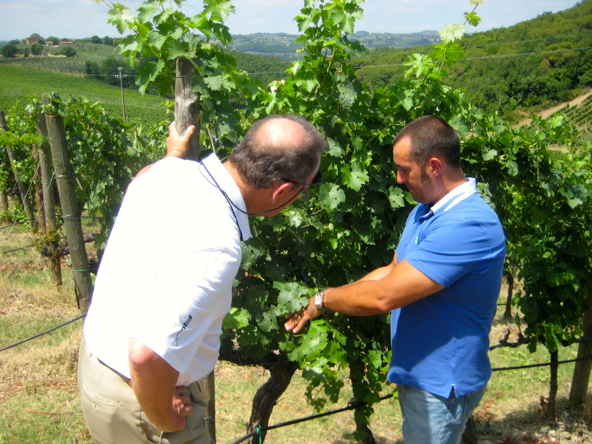 Jeff and Marcello (Antinori's chief vintner) checking for ripeness.