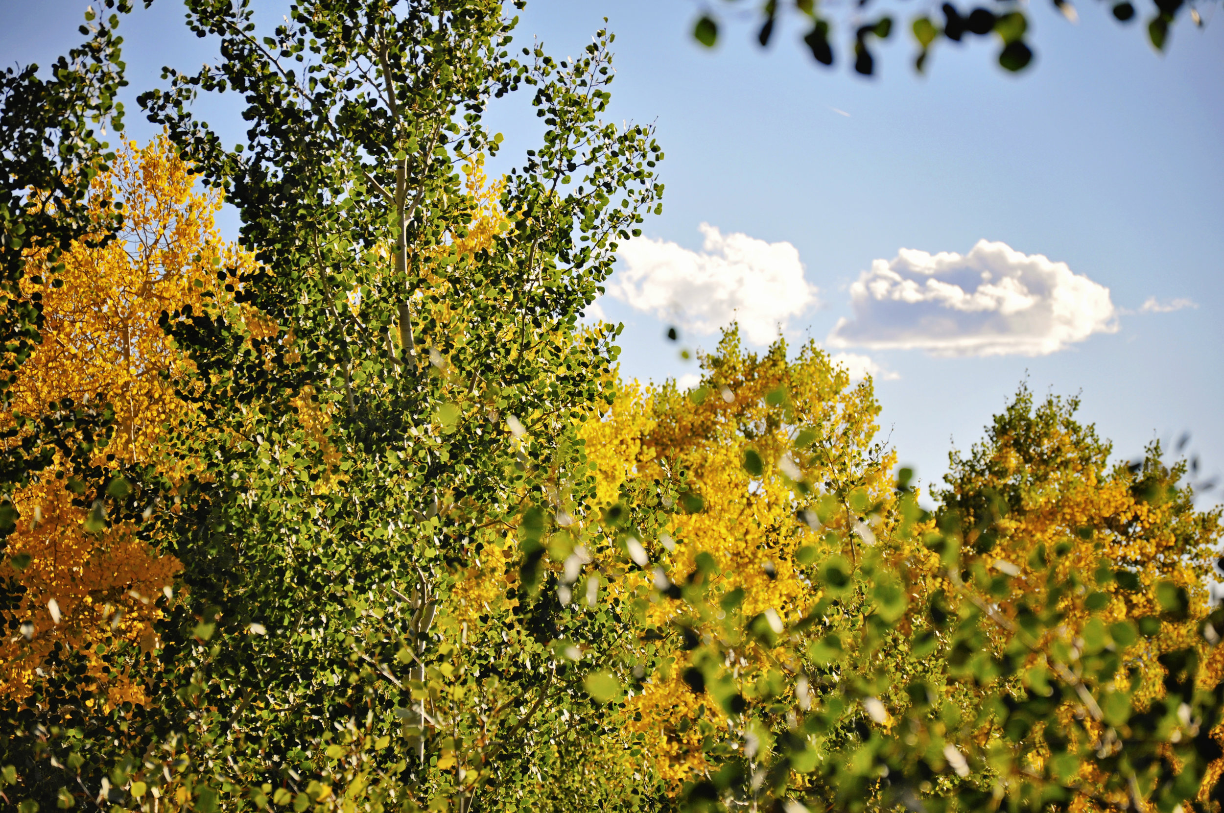 Autumn's Arrival in the Rockies