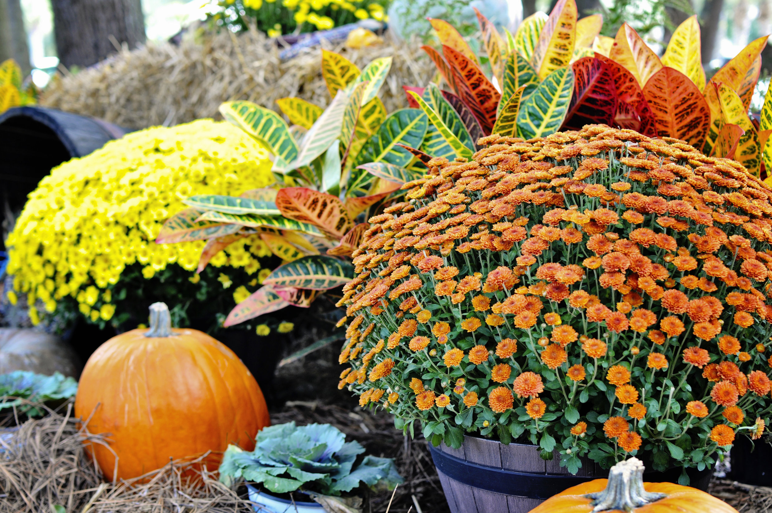 Stay tuned for more perfect pumpkin recipes as part of our Fabulous Fall Flavors campaign