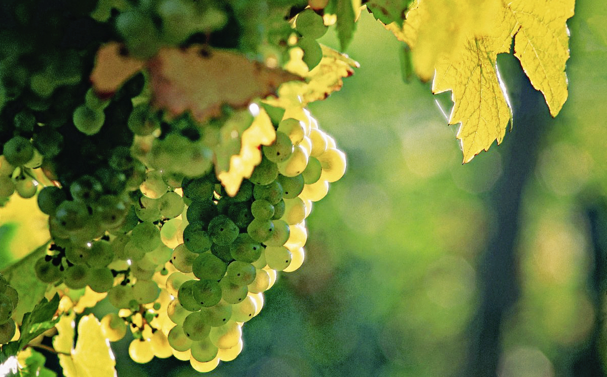 Sauvignon Blanc Grapes