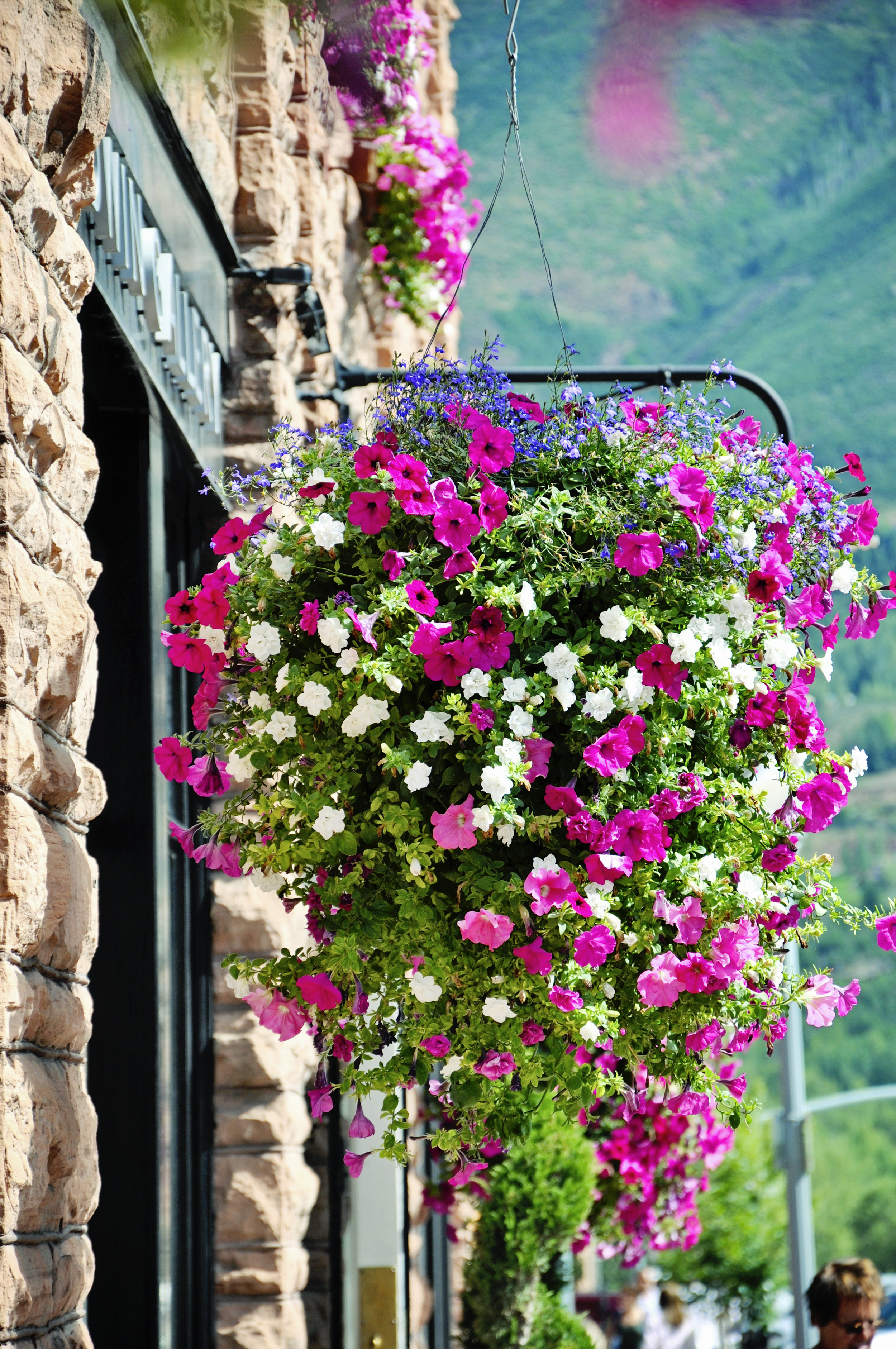 Cascade of beautiful flowers Aspen Streets