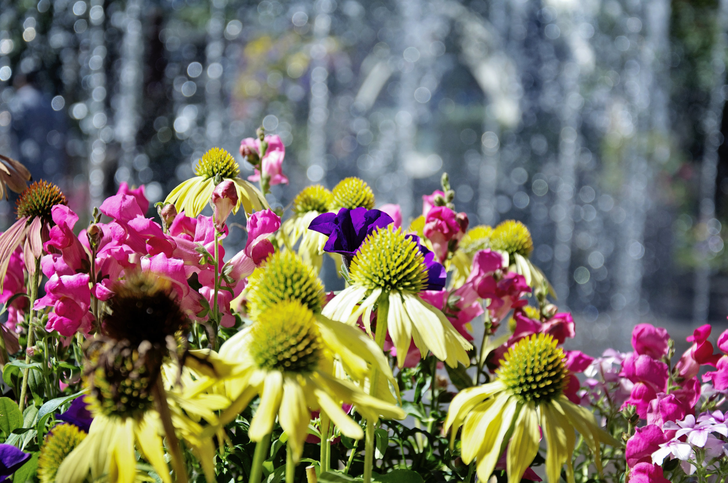 This week's feature, beautiful Aspen Colorado! 