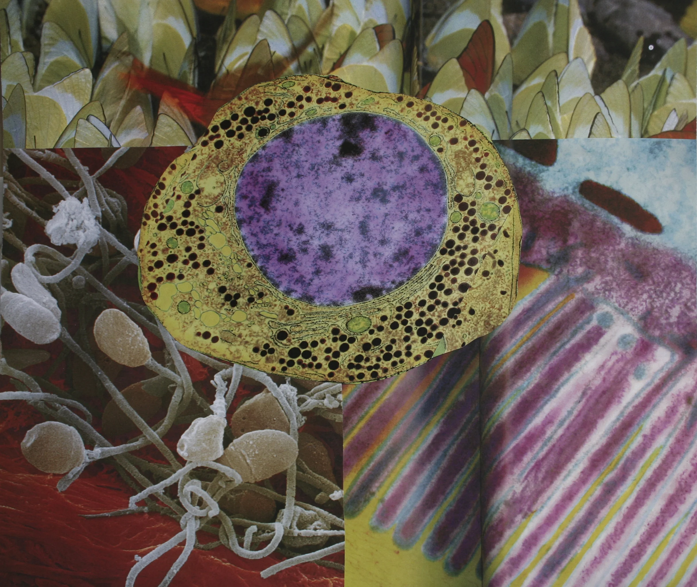 On the Inside, collage on paper, 14" x 16.5", 2007