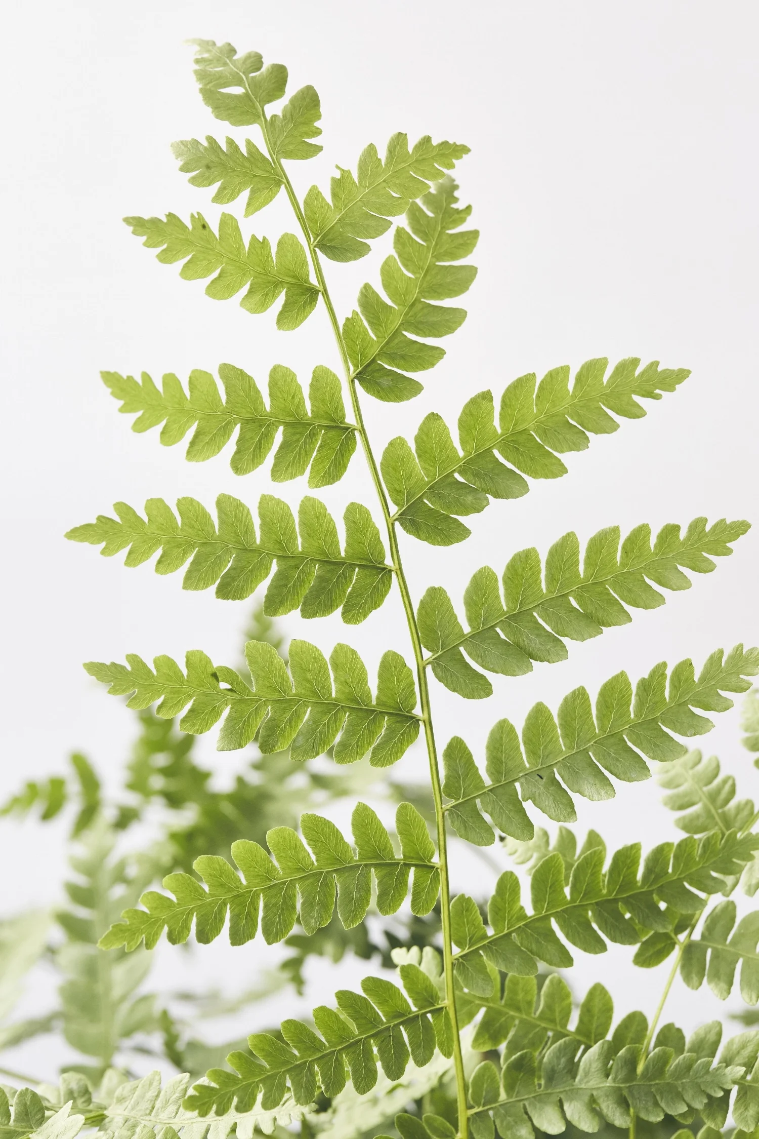 071717.OdeToClean.PlantLife.174.jpg