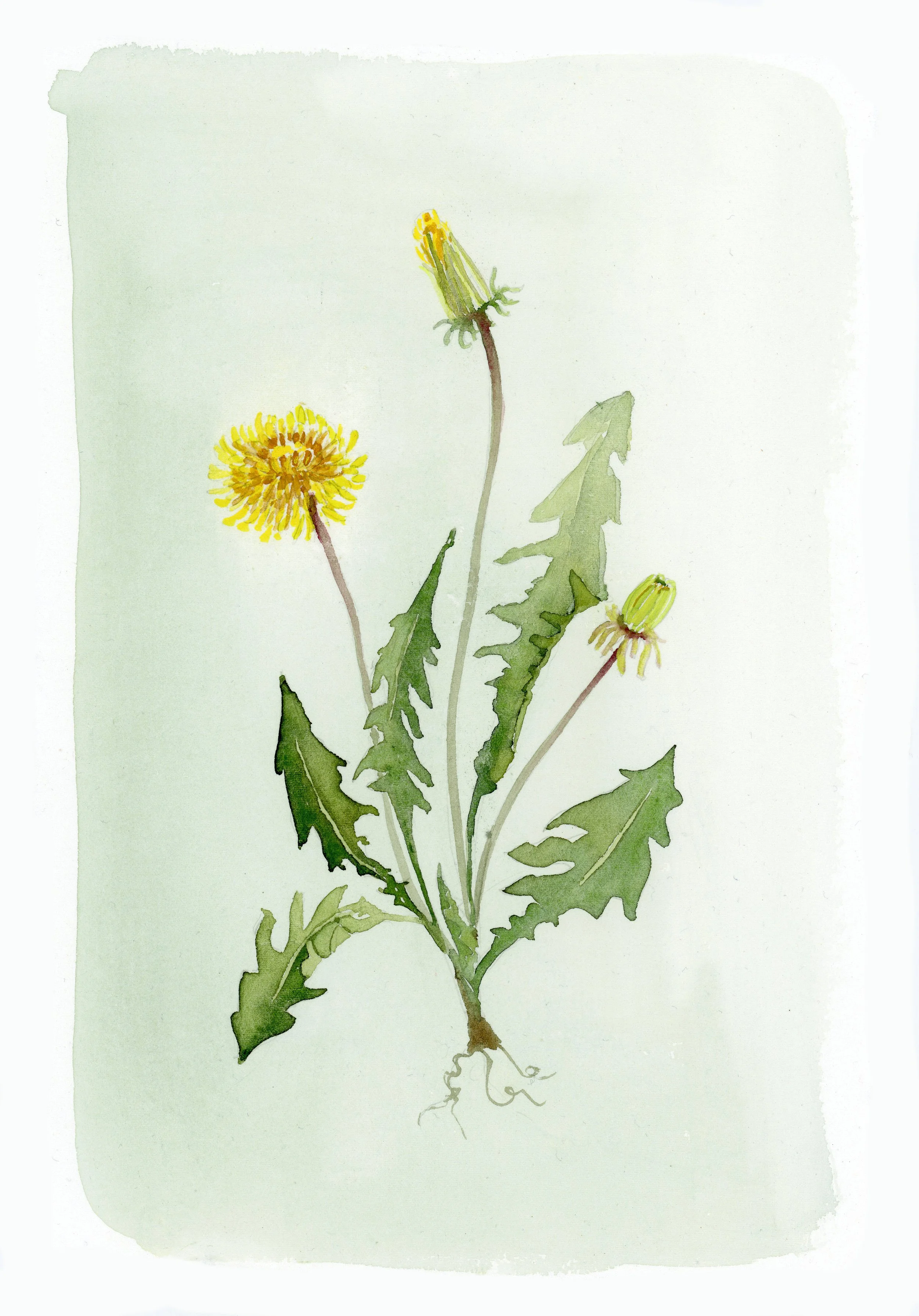 Botanical illustration of a dandelion plant with three flowering stages and jagged green leaves.