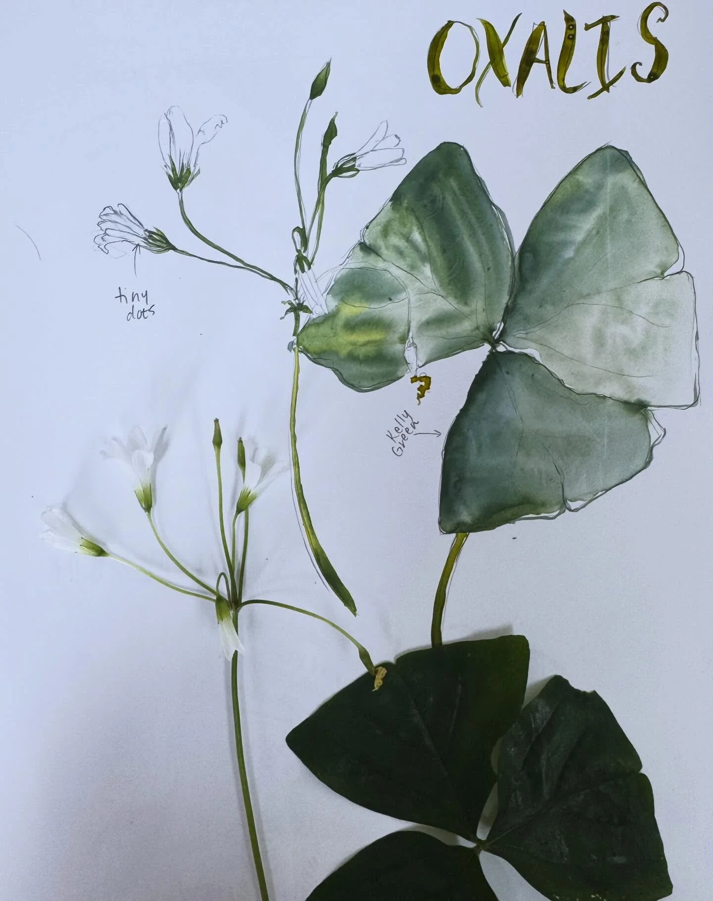 January moments so far that felt like ✨life✨ 

Oxalis study
Curio cabinet in the hallway 
3d printer fail that was more interesting than anything I&rsquo;ve seen printed yet 
Homeschool artists at work
Brushes in my studio
Tween looking stunning and 