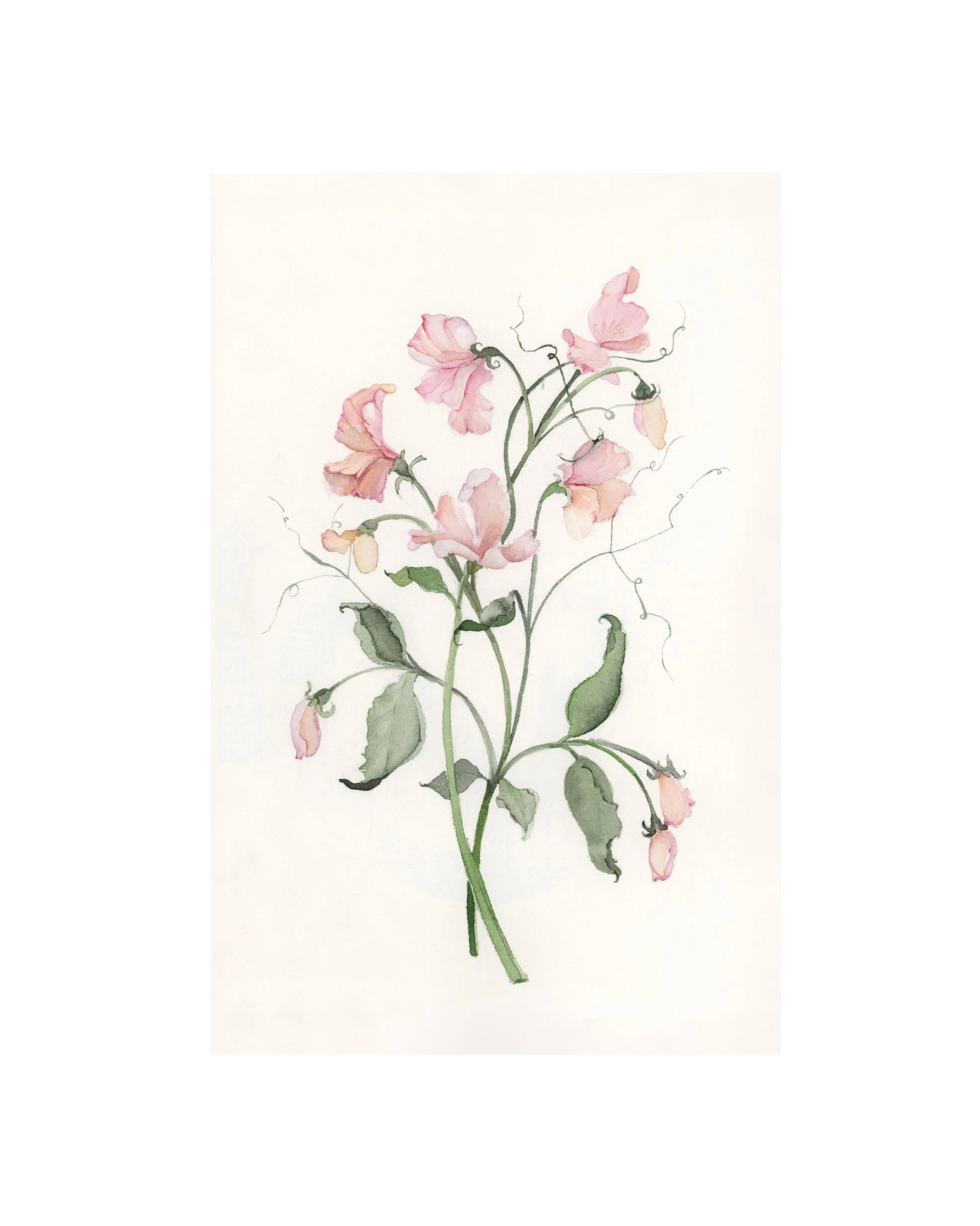 Sweet Pea | April | Birth Month Flower