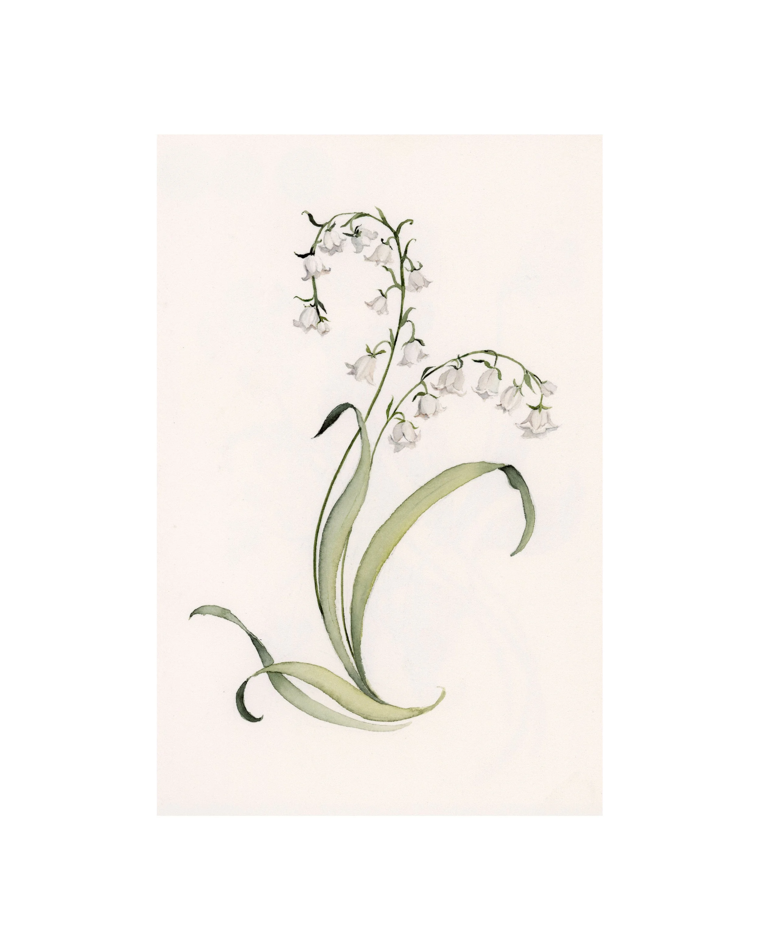Lily of the Valley | May | Birth Month Flower