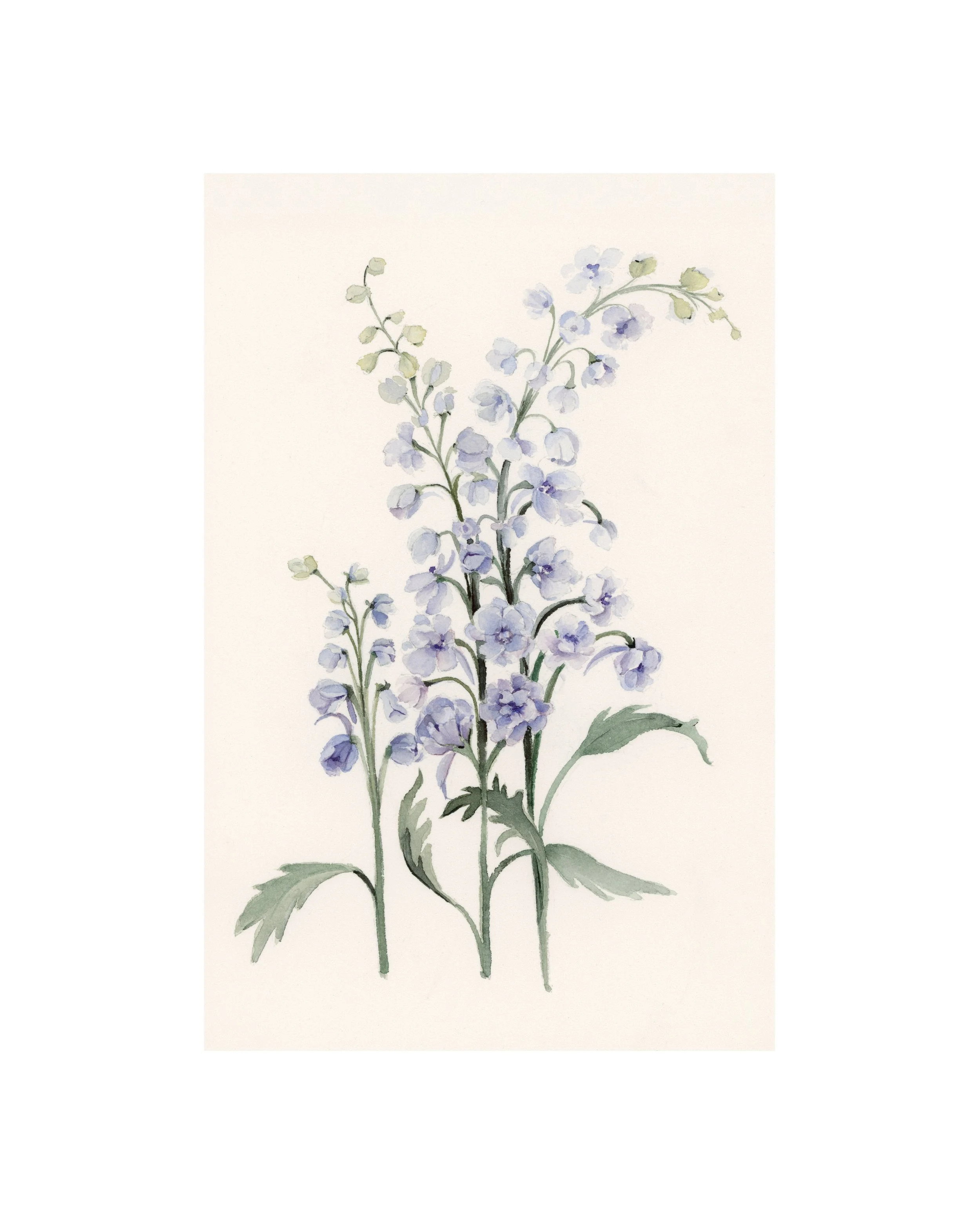 Larkspur | July | Birth Month Flower