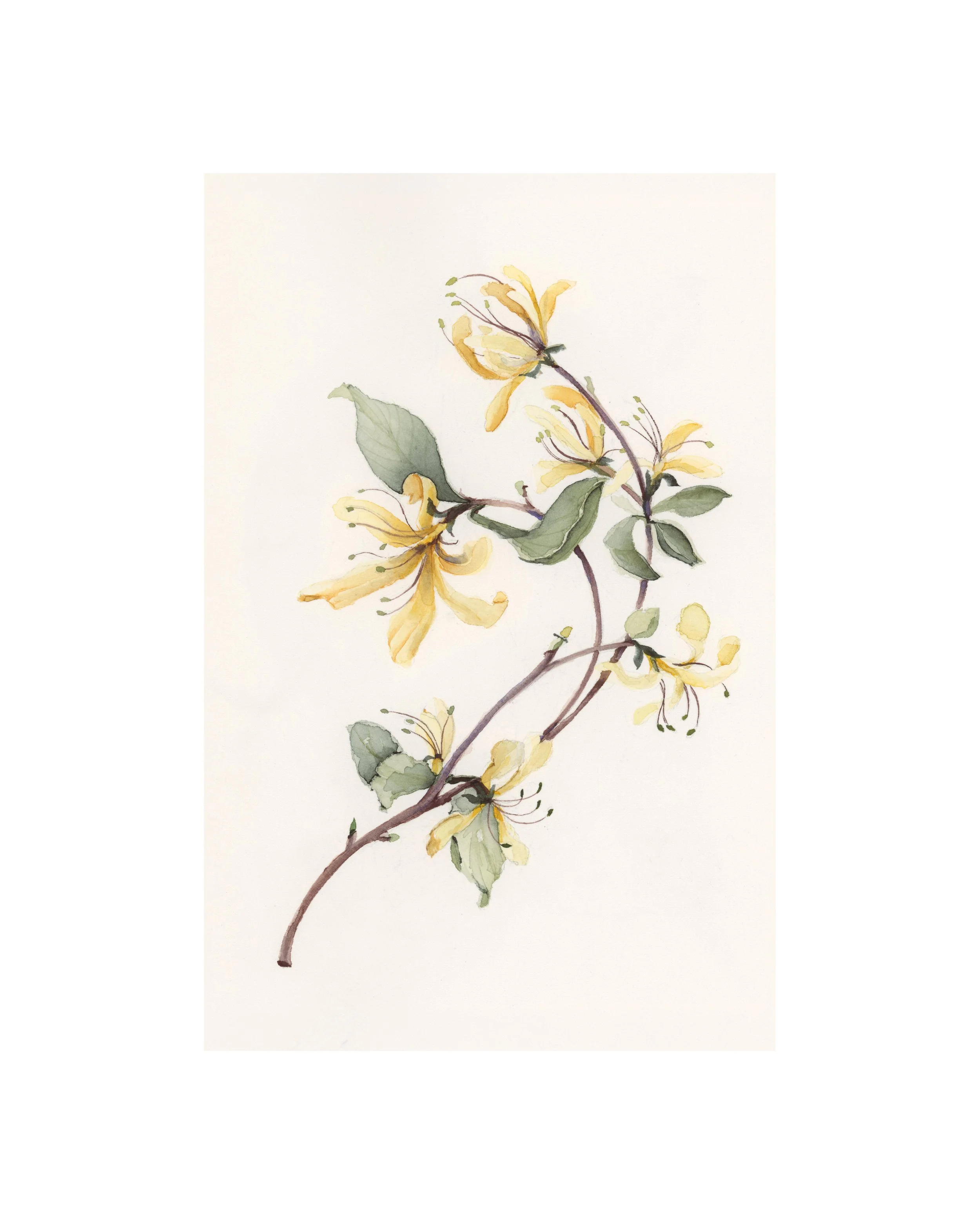 Honeysuckle | June | Birth Month Flower