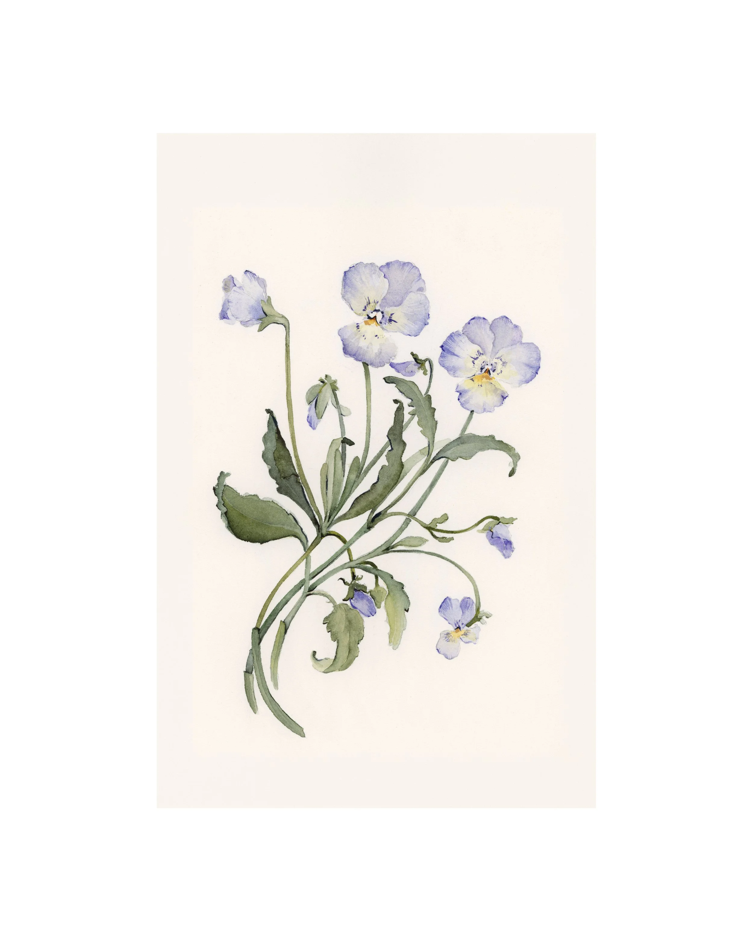 Violet | February | Birth Month Flower