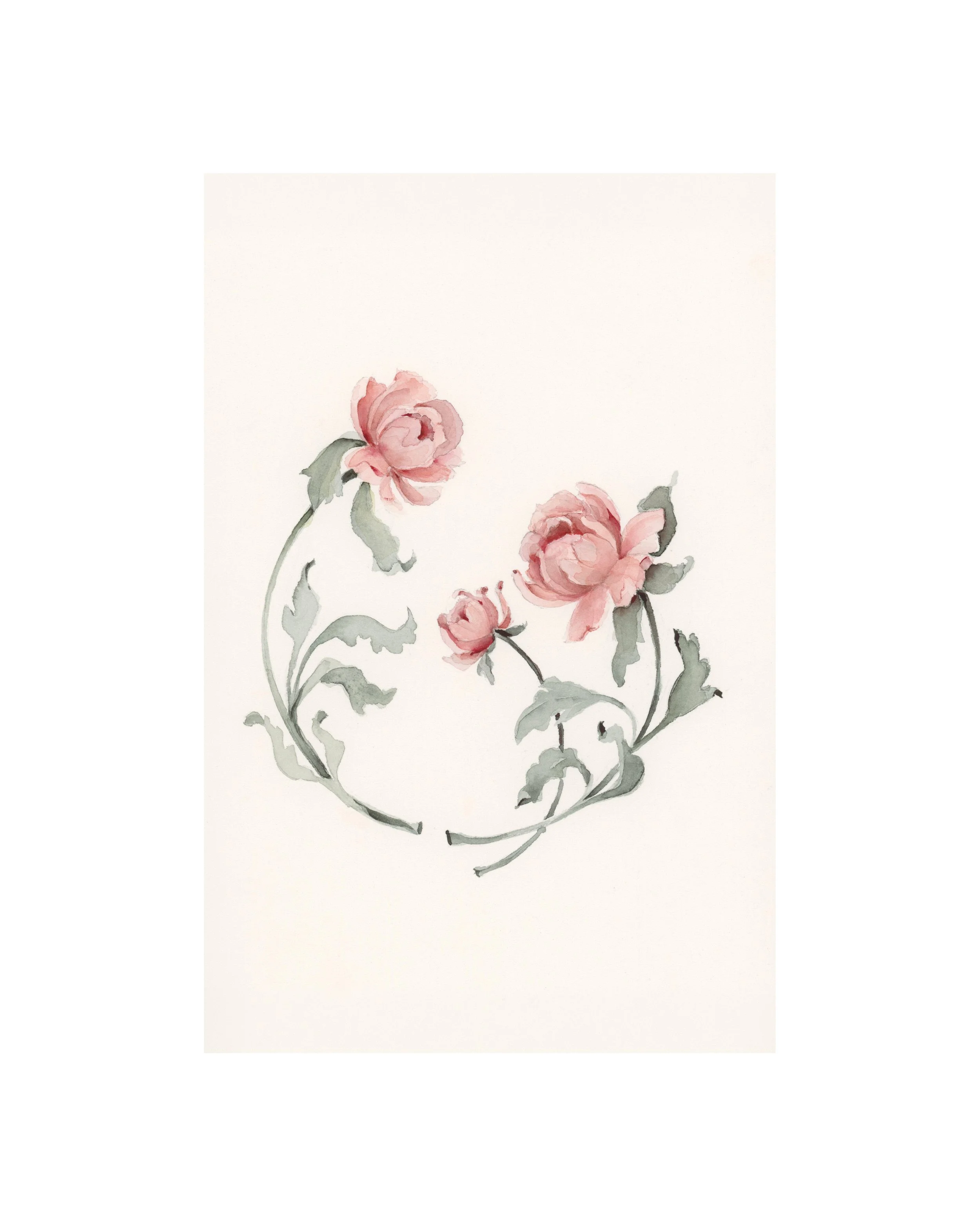 Peony | November | Birth Month Flower