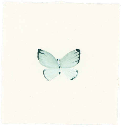 A white butterfly with black edges on its wings, centered on a plain white background.
