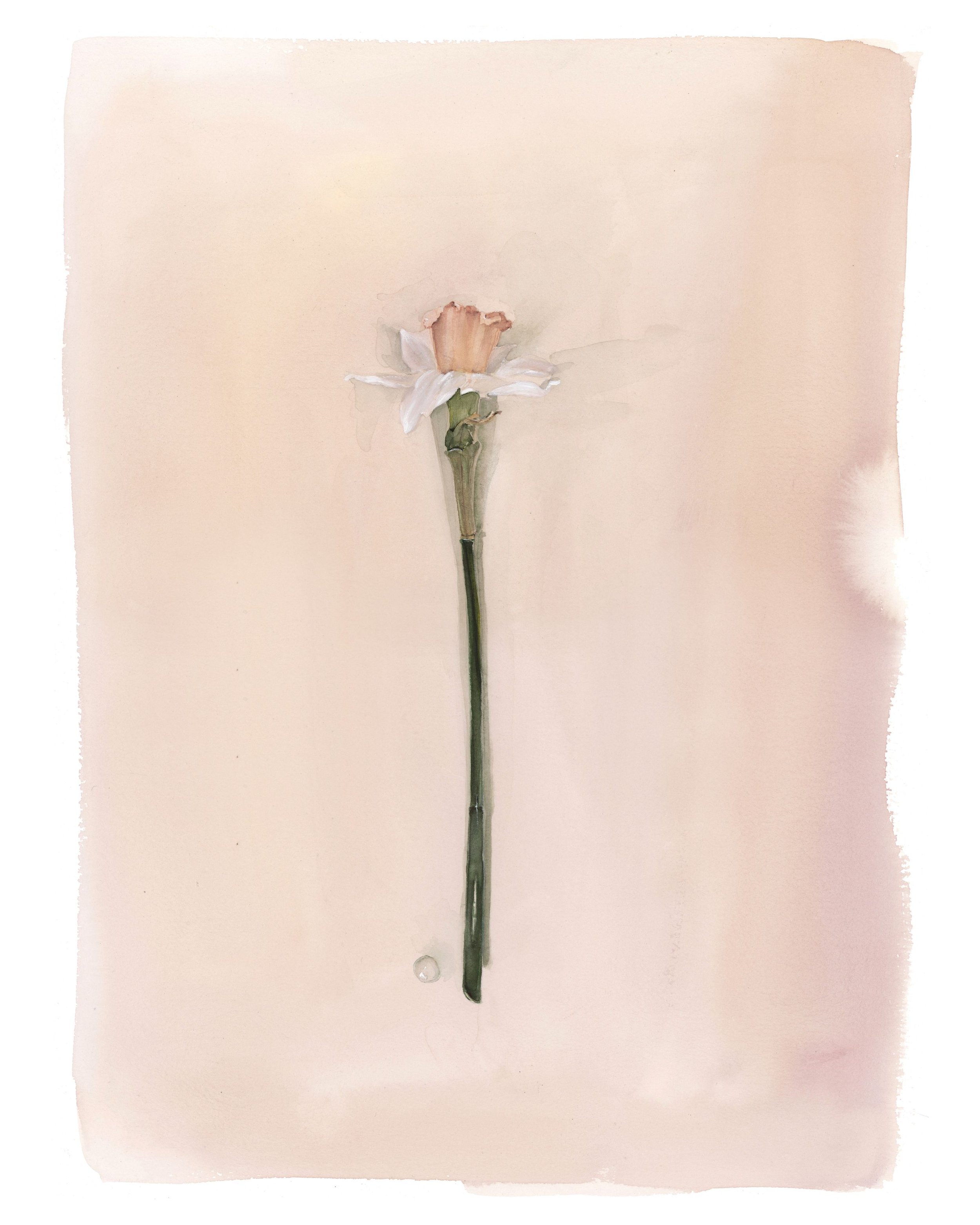 Daffodil | Shadow Series