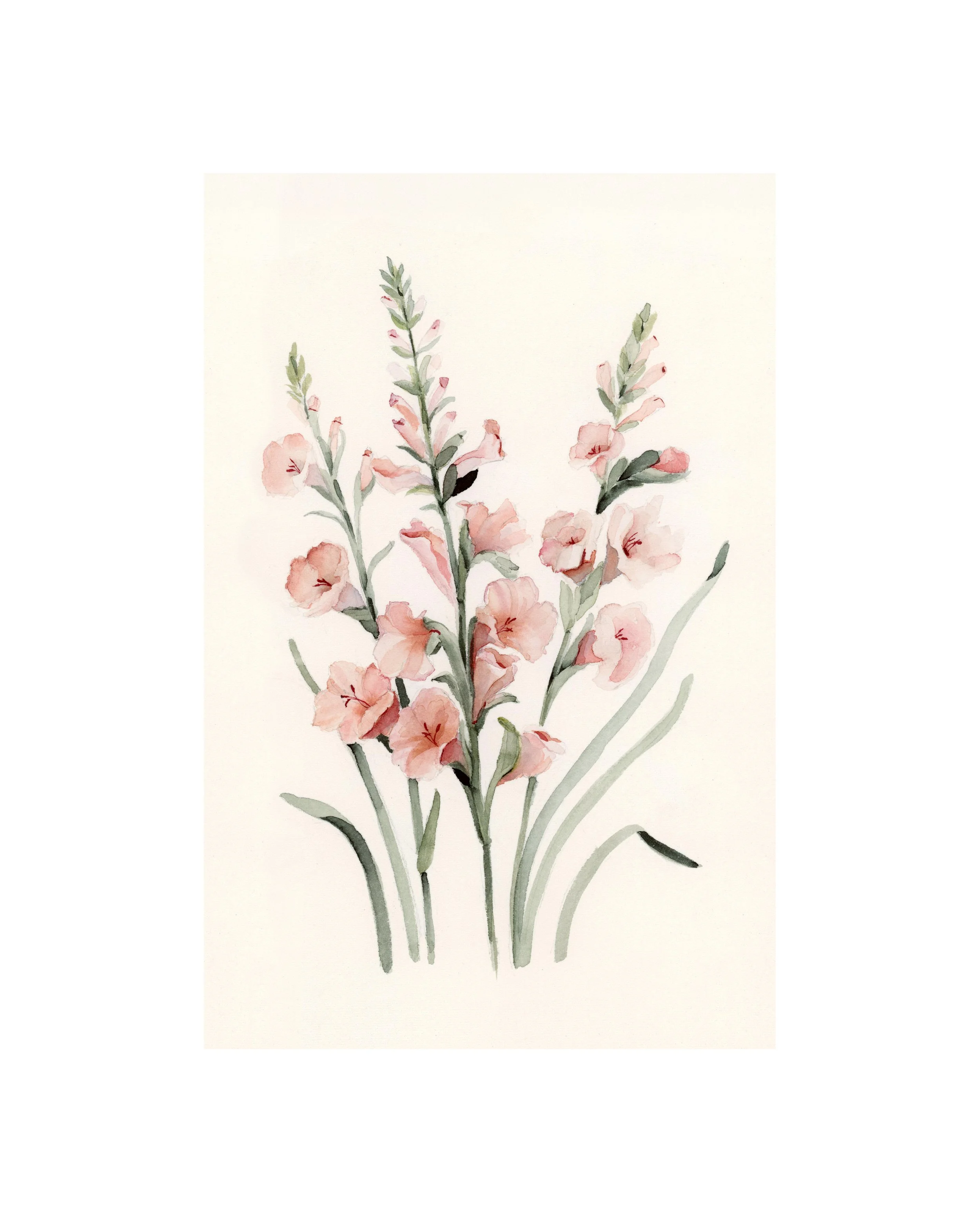 Gladiolus | August | Birth Month Flower