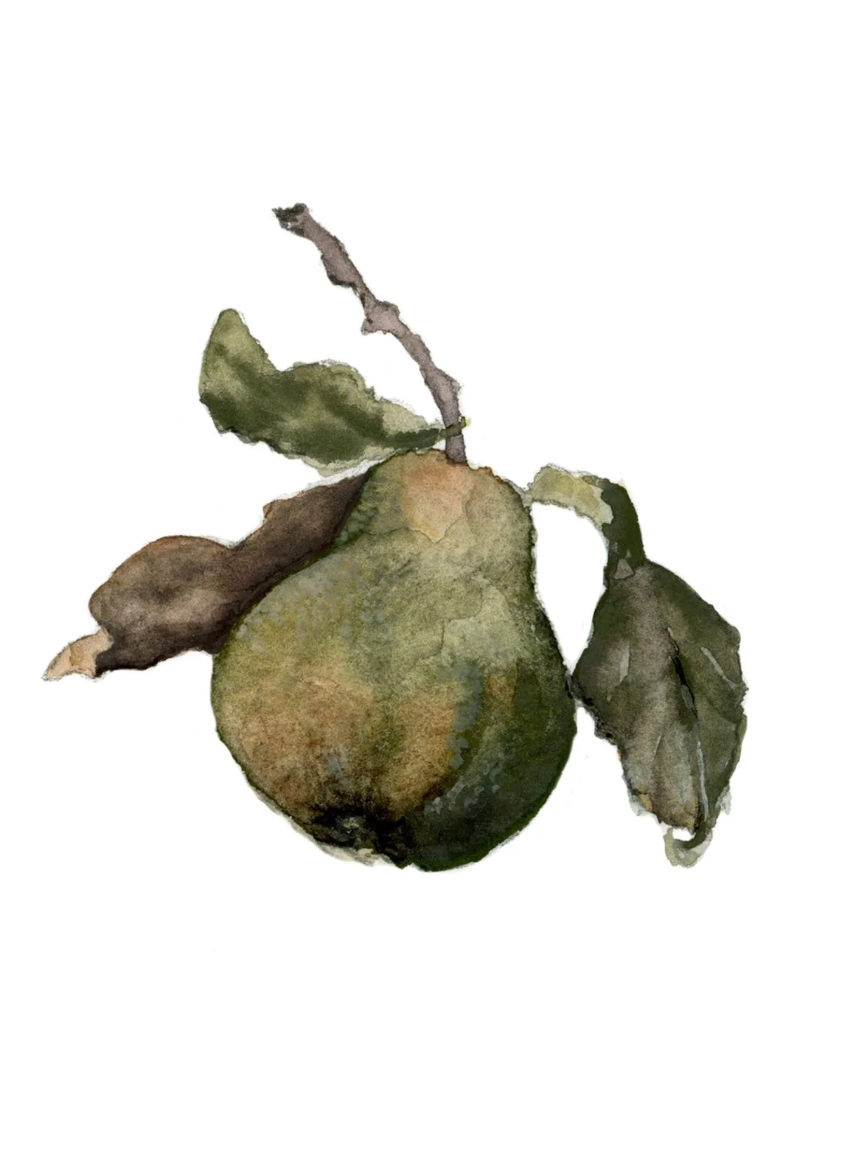 Watercolor painting of a pear with green leaves and a branch.