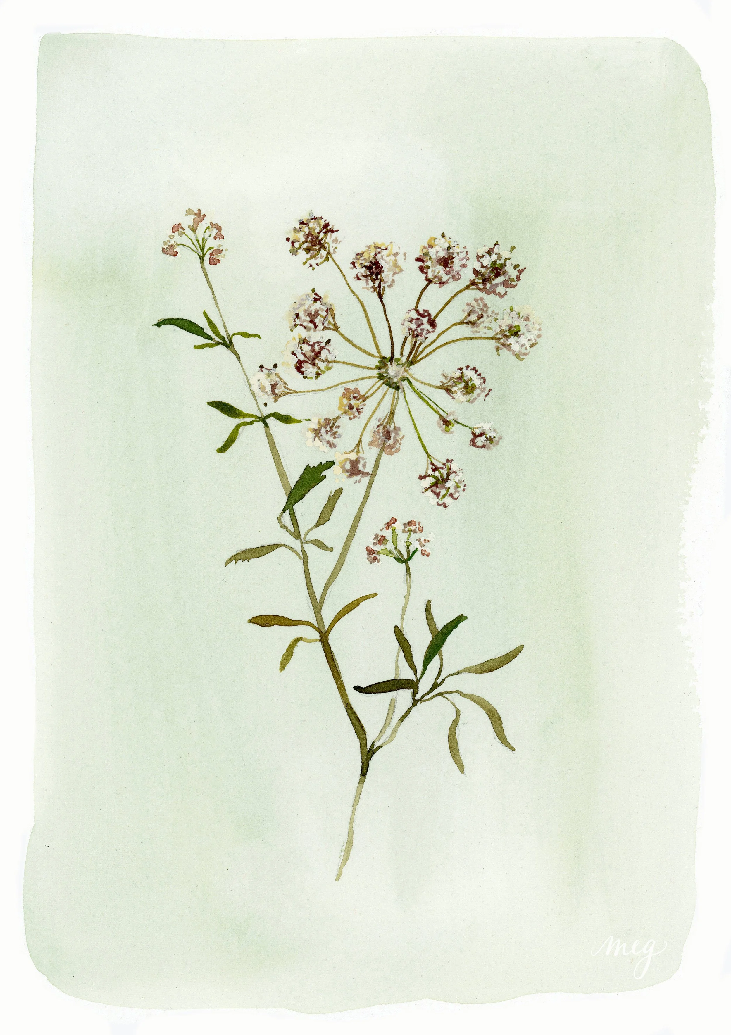 Vintage botanical illustration of a flowering plant with small pink and white flowers and green leaves