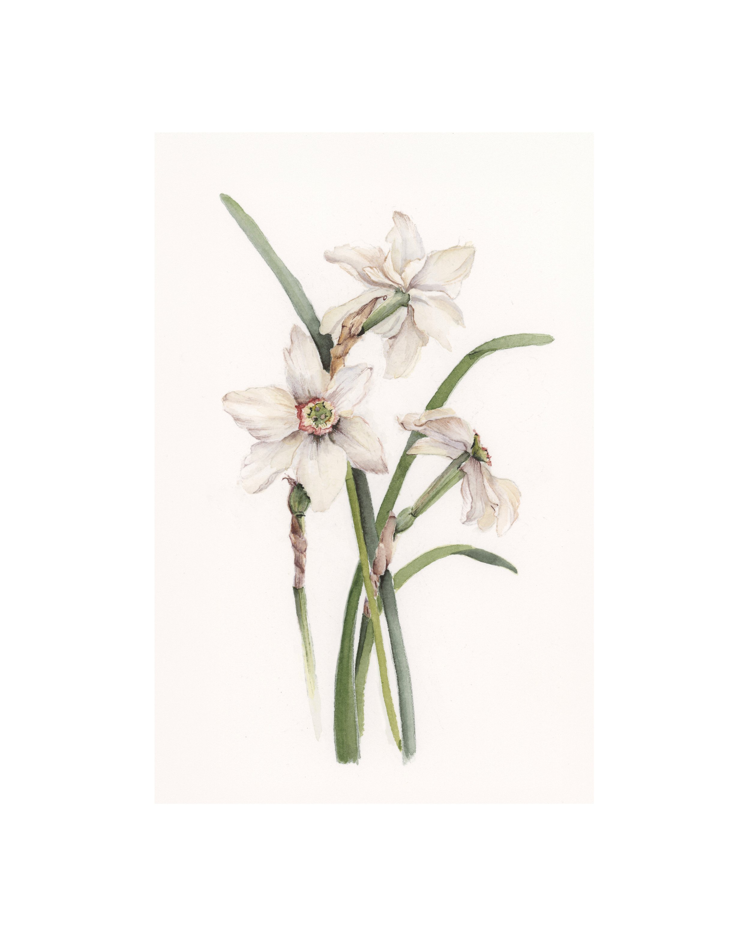 Narcissus | December | Birth Month Flower